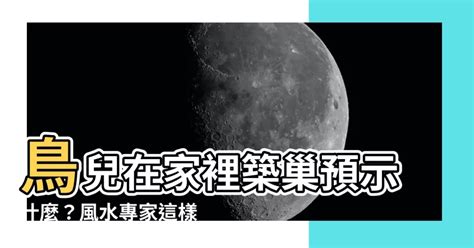 鳥在家築巢風水|野鳥庭前築巢 預示居家風水好兆頭 